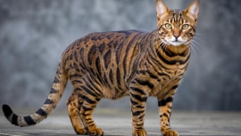 California Toyger