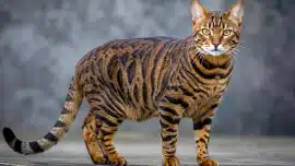 California Toyger