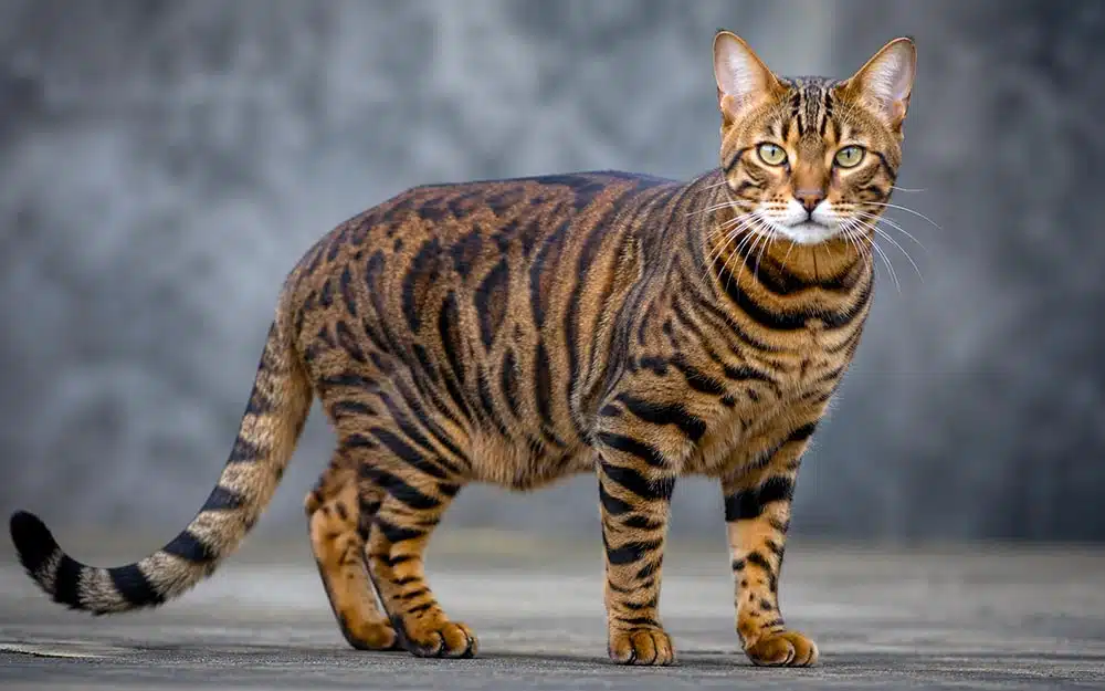 California Toyger