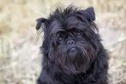 Affenpinscher chien