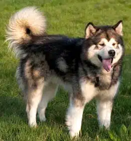 Alaskan malamute