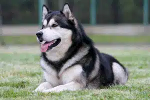 Alaskan malamute chien traineau