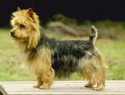 chien australian terrier