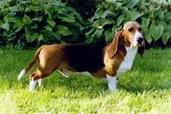 Basset artesien normand