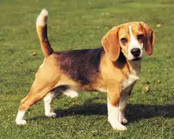 chein beagle