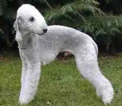 Bedlington terrier mouton