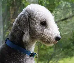 Bedlington terrier