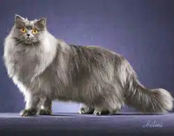 Chat British Longhair 