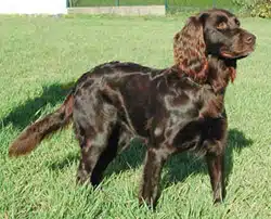 langhaar chien de chasse