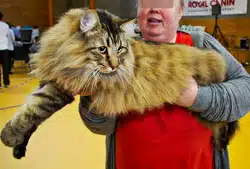 skogkatt chat norvegien