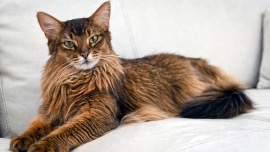 chat abyssin poils longs