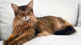 chat abyssin poils longs