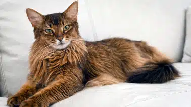 chat abyssin poils longs