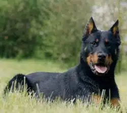 beauceron