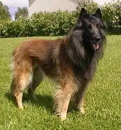 berger belge