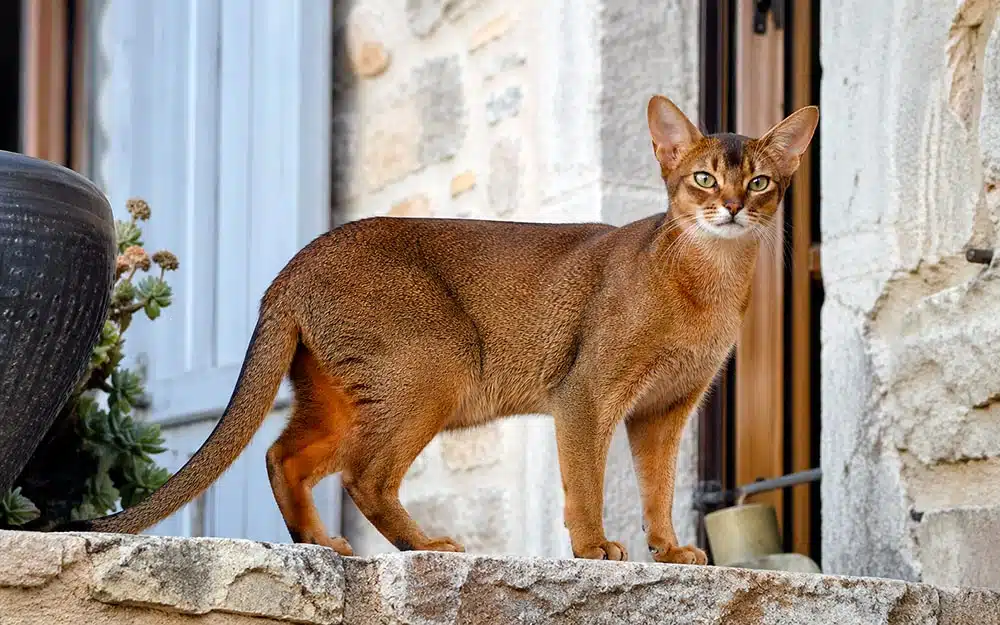 chat abyssin