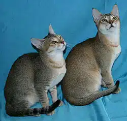 chat du Ceylan