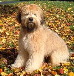 Soft coated wheaten Terrier
