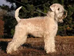 chien Soft coated wheaten Terrier