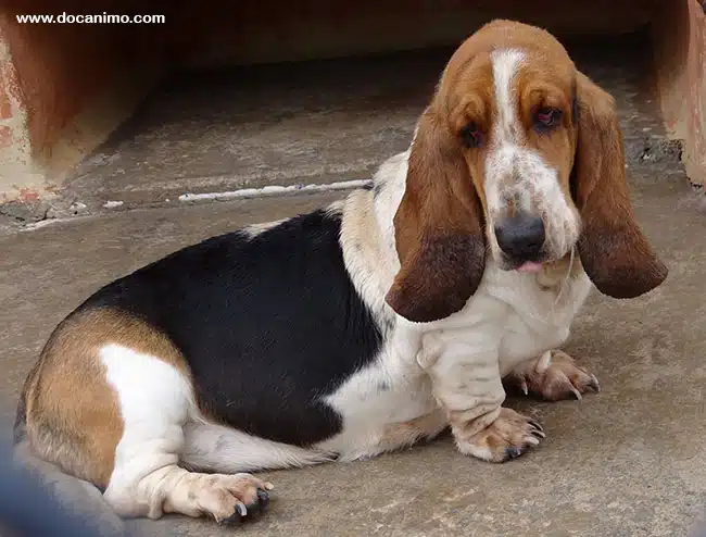 Photo du chien Basset Hound