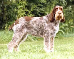spinone