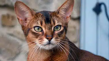 portrait chat abyssin