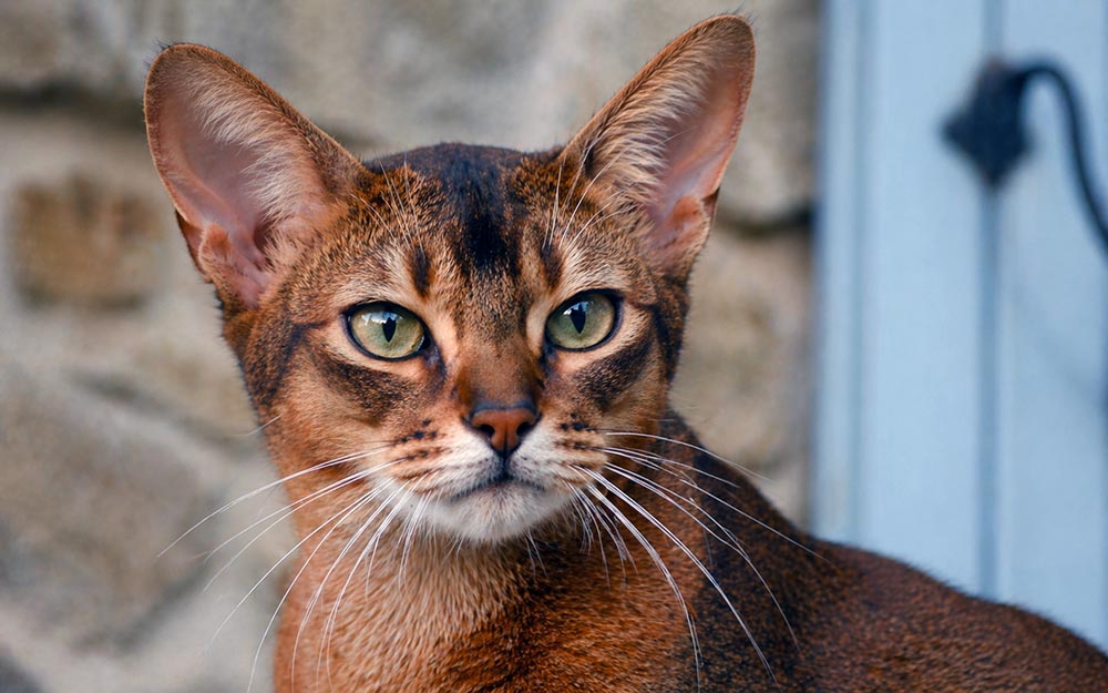 portrait chat abyssin