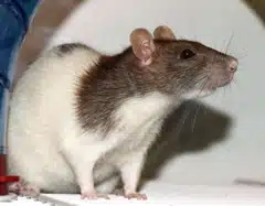rat domestique
