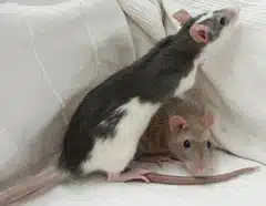 femelle rate domestique
