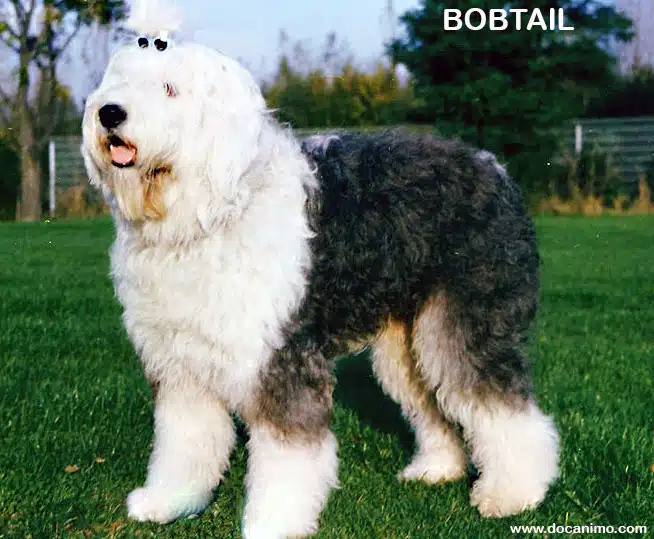 Photo du Bobtail