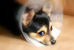 soigner son animal de compagnie