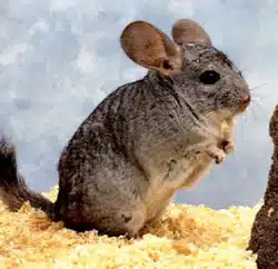 chinchilla ou souris
