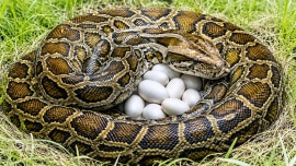 Comprendre la reproduction chez les serpents