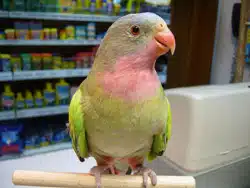 Perruche Princesse de Galles 