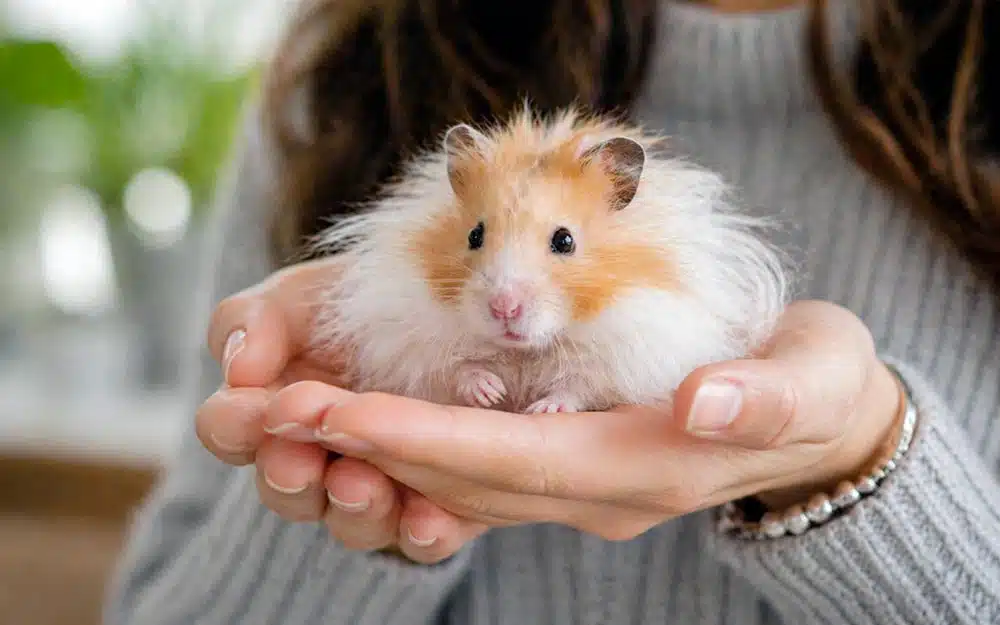 Peut-on laver un hamster angora