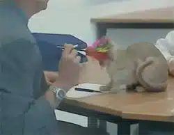 chat juge francois l'embrouille