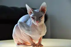 donskoy chat sans poils - sphynx