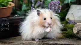 Hamster angora orange et blanc