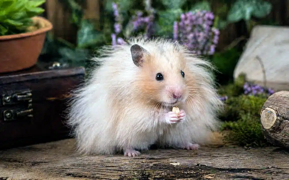 Hamster angora orange et blanc