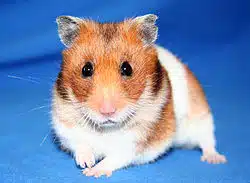 hamster doré
