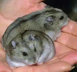 hamster russe