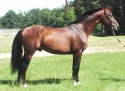 selle francais cheval