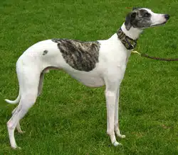 whippet bla,c et noir