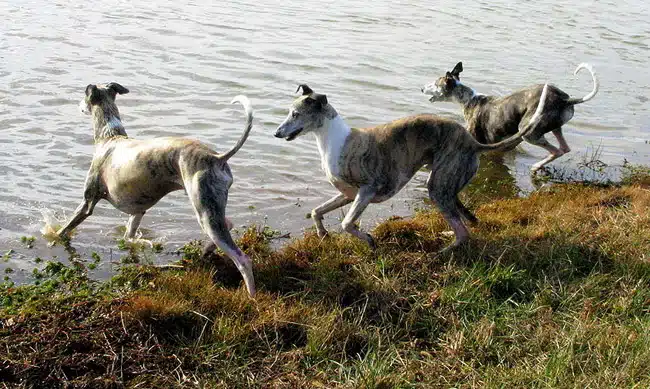 whippet aime l'eau