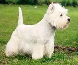 West highland white terrier  