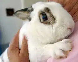 alimentation lapin domestique