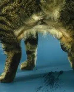 chat urine moquette