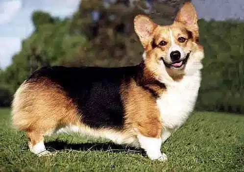 terrier welsh corgi - chien de compagnie