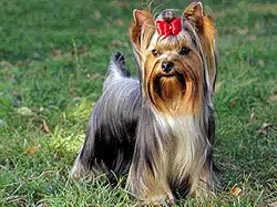 yorkshire-terrier