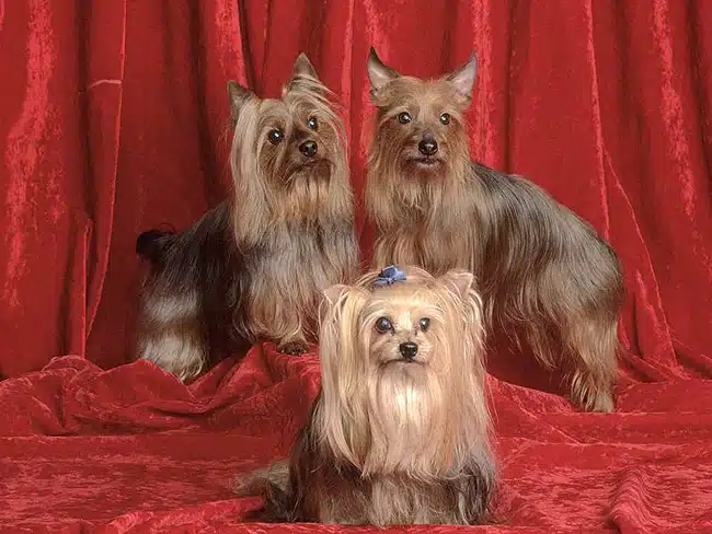 yorkshire-terrier